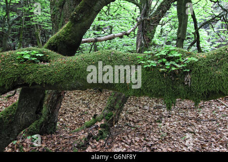 Old branch covered by moss and plants Stock Photo