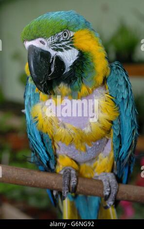 Charlie the 104-year-old Macaw parrot at his home at the Heathfield Nursery in Riegate, Surrey, on the day experts threw doubt on claims that he was the former pet of wartime Prime Minister Winston Churchill. His current owner Peter Oram claims his father Percy Dabner, sold Charlie - who is thought to be the oldest bird in Britain - to the wartime leader in 1937, and later took the bird back after Churchill's death in 1965, although staff at Churchill's Kent home Chartwell, now run by the National Trust, say they can find no evidence he ever owned such a bird. Stock Photo