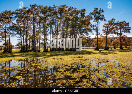 Bald cypress trees in late fall near Potter's Point at Caddo Lake, Texas, USA Stock Photo