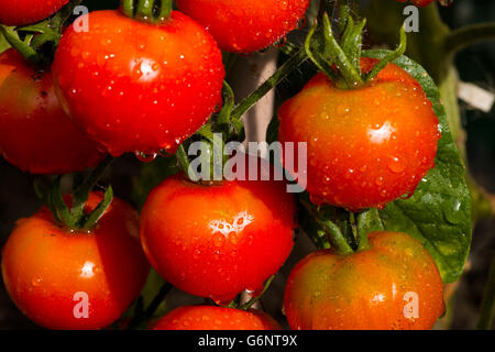 New tomatoes in the greenhouse Stock Photo