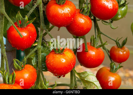 New tomatoes in the greenhouse Stock Photo