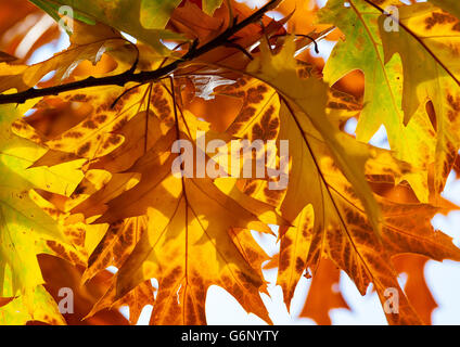 Sun shining through golden autumn leaves fall Stock Photo