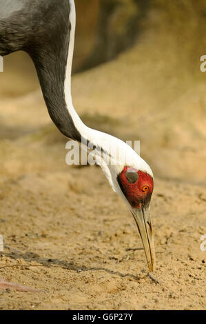Vertical portrait of adult of white-naped crane, Grus vipio, feeding on the ground. Stock Photo