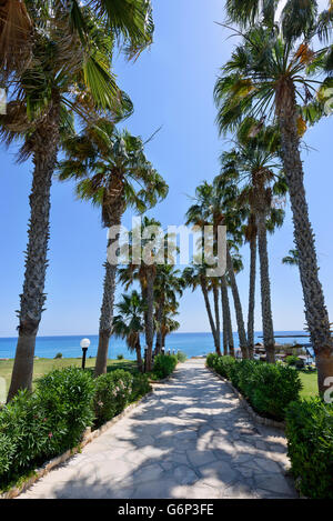 Palm trees road at the sea in protaras beach in cyprus island Stock Photo