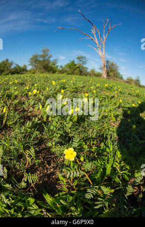 Mnondo bur-marigold Bidens schimperi flowers seen in Zimbabwe's Zambezi National Park Stock Photo