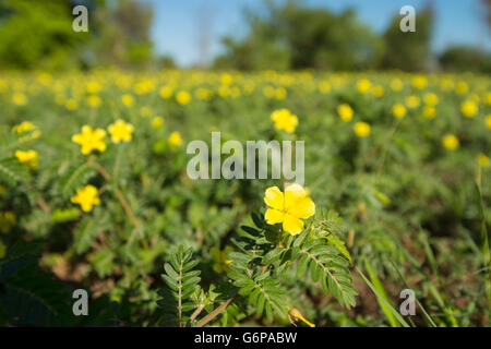 Mnondo bur-marigold Bidens schimperi flowers seen in Zimbabwe's Zambezi National Park Stock Photo