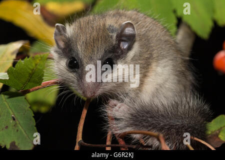Forest dormouse , juvenile, on branch of Rowan Ash (Sorbus aucuparia) with fruits, Europe Stock Photo