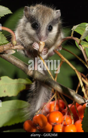 Forest dormouse, juvenile, on a branch of Rowan Ash (Sorbus aucuparia) with fruits, eating a larvae, Europe / (Dryomys nitedula) Stock Photo