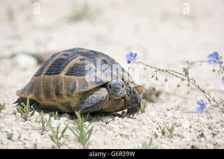 Spur-thighed Tortoise, Bulgaria / (Testudo graeca ) Stock Photo