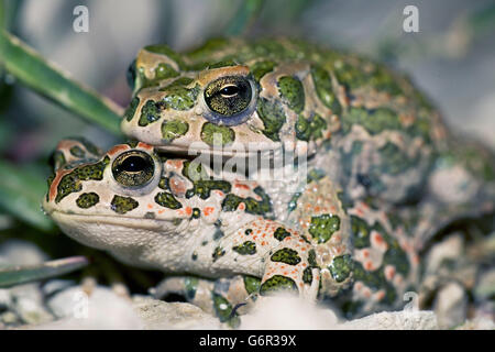 Green Toads, pair, mating, Bulgaria / (Bufo viridis) Stock Photo