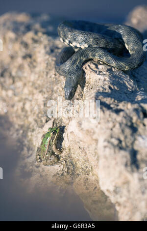Dice Snake and Edible Frog, Bulgaria / (Natrix tesselata), (Rana esculenta) Stock Photo