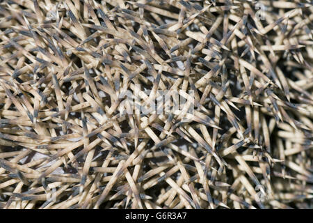 Four-toed Hedgehog, Bulgaria / (Atelerix albiventris) / African Pygmy Hedgehog, prickles Stock Photo