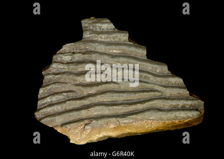Fossil ripple marks,  fossil turbidity ripple marks from Rocky Mountain Belt Supergroup, northwestern Montana, USA, sandstone Stock Photo