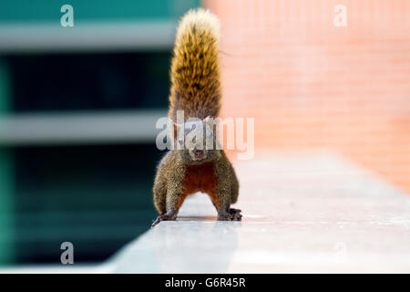 squirrel playing on rock with cocked tail,Sciuridae Stock Photo