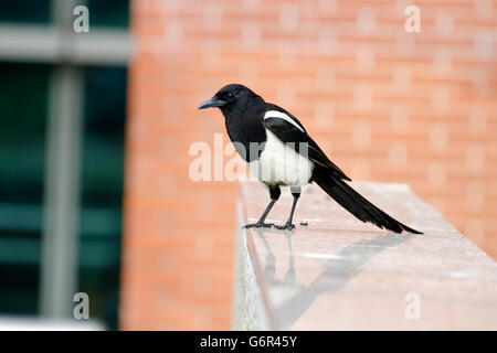 Eurasian magpie in park,Pica pica Stock Photo