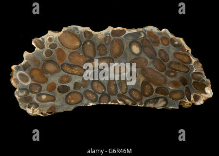 Hertfordshire Puddingstone,  conglomerate of  well rounded flint pebbles, embedded in a matrix of fine pale coloured sand Stock Photo