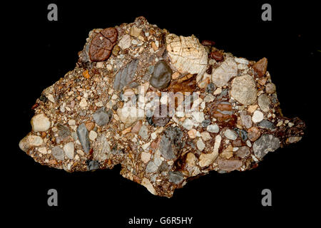 Leesburg Limestone Conglomerate closeup showing clasts , Frederick county Maryland, Formed in a Triassic half grabben created wh Stock Photo