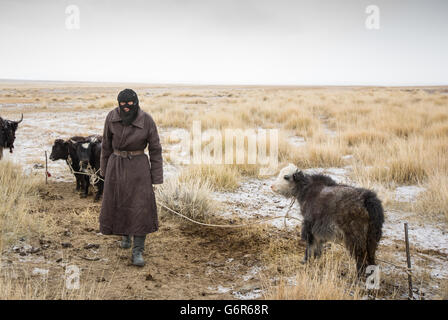 Nomad Man with young yak in a cold morning in Western Mongolia Stock Photo