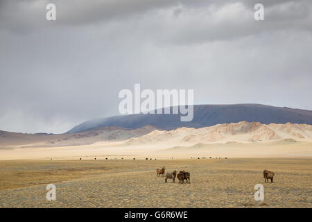 cows in the landscape of western Mongolia