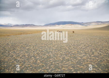 cows in the landscape of western Mongolia cows in the landscape of western Mongolia