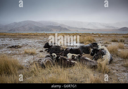 Cows in a landscape of Western Mongolia at sunrise