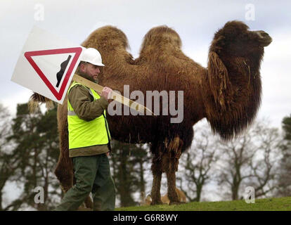 A workman carries a road sign past a resident while making repairs to the highway in the bactrian camel enclosure of the Blair Drummond Safari Park near Stirling. The Park, which is home to more than 200 animals, reopens for the summer season March 20. Stock Photo