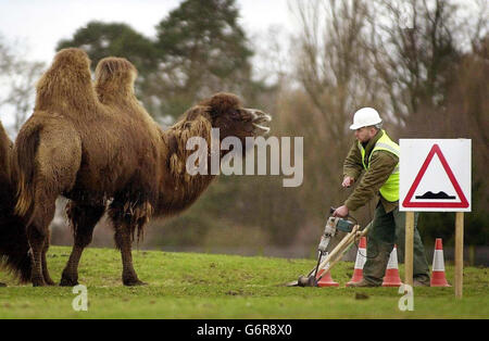 A workman keeps a careful eye on a resident while making repairs to the road in the bactrian camel enclosure of the Blair Drummond Safari Park near Stirling. The Park, which is home to more than 200 animals, reopens for the summer season March 20. Stock Photo