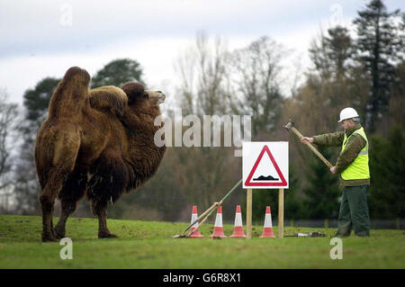 Camels at Drummond Safari Park Stock Photo