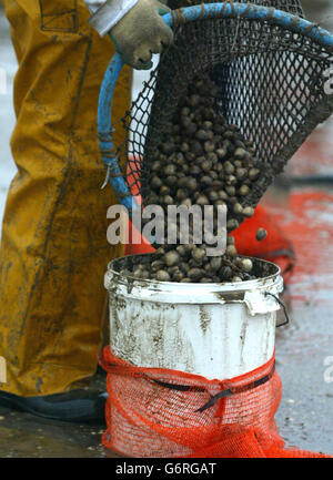 Cocklers at work in Morecambe Bay Stock Photo - Alamy