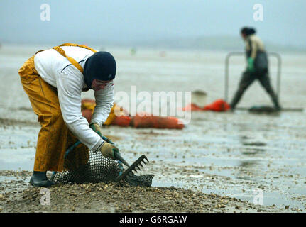 Cocklers at work in Morecambe Bay. Cocklers Stock Photo - Alamy