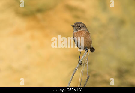 Female Stonechat-Saxicola torquata. Uk Stock Photo