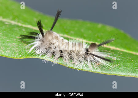 A Banded Tussock Moth (Halysidota tessellaris) caterpillar (larva) perches on a leaf. Stock Photo