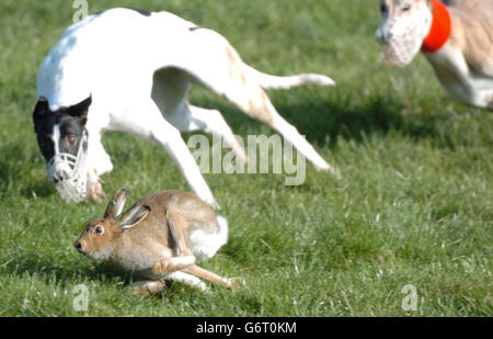 Action from the J.P. McManus Irish Cup hare coursing championships at Limerick Racecourse, Co Limerick, Ireland, one of many events organised by the Irish Coursing Club based in Clonmel, Co Tipperary. The competition is judged by a steward mounted on horse back with being two dogs being released to chase a precaptured hare which is given a hundred metre head start over over a distance of approximately four hundred metres before reaching an escape route where the greyhounds can not follow. The dog judged to have gained the most ground on the hare before it escapes is judged to have won. Stock Photo