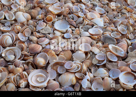 Close up of cockle shells on a beach Stock Photo