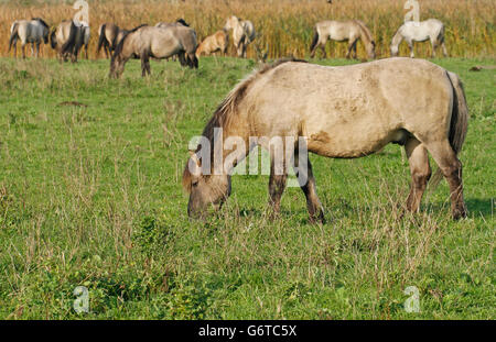 Konik wild horses in Oostvaardersplassen nature reserve in Holland. Stock Photo