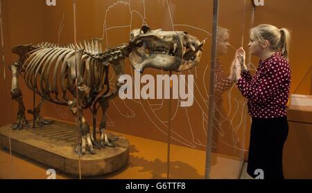 An employee of the Natural History Museum in London looks at a skeleton of a Modern Hippopotamus which swam in the River Thames about 10,000 years ago, the skeleton is on display at the museums 'Britain: One Million Years of the Human Story' exhibition which opens on 13th February till 28th September 2014. Stock Photo