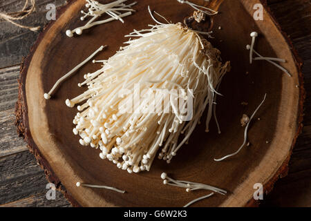 Raw Organic Enoki Mushrooms in a Bunching Stock Photo