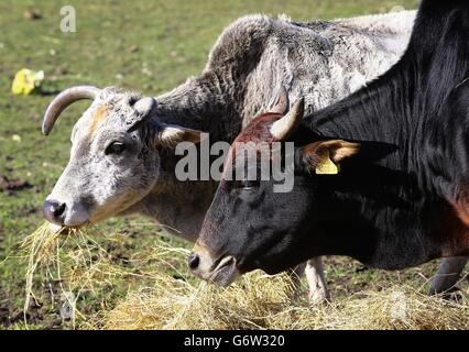 Asian Miniature Zebu Cow baby - Kent Stock Photo - Alamy