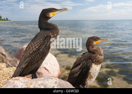 Cormorants on the stony shore of the bay Stock Photo