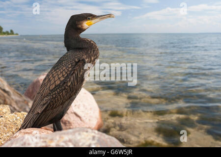 Cormorant on the stony shore of the bay Stock Photo