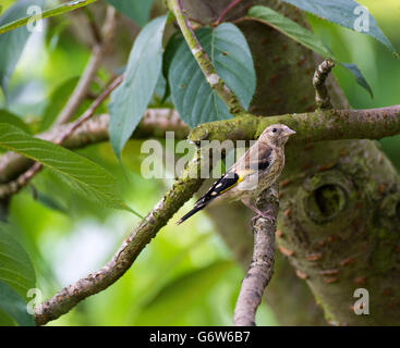 Juvenile Goldfinch Perching in a Cherry Tree in a Garden in Alsager Cheshire England United Kingdom UK Stock Photo