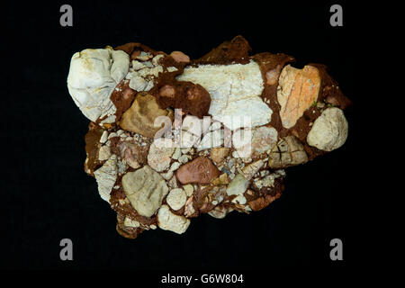 Leesburg limestone conglomerate Maryland, Virginia, Potomac marble, sedimentary rock formed in grabben,  polymictic calcite Stock Photo