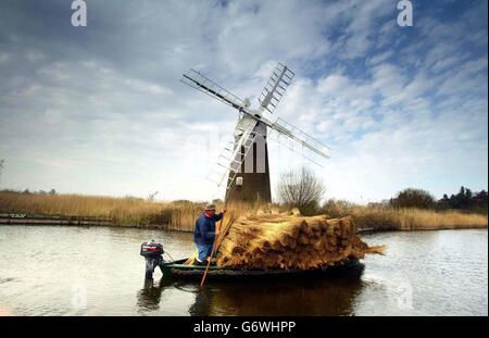 Eric Edwards, 63, one of the few remaining Norfolk reed cutters, after loading a traditional reed lighter at How Hill near Wroxham, on the Norfolk Broads, as the cutting season draws to a close. Mr Edwards, who works for the Broads Authority, has been cutting reed, which is used for thatch and garden fencing, for 37 years. Stock Photo