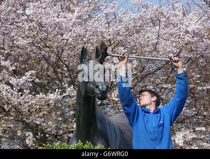 The Red Rum statue in front of spring blossom at Aintree racecourse is given a clean, ahead of the first day of the three day Aintree Grand National Meeting which begins tomorrow. The famous three time winner of the big race was trained by Ginger McCain who has Amberleigh House one of the fancied runners in the big race on Saturday. Stock Photo