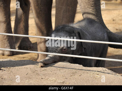 Elephant calf at Twycross Zoo Stock Photo