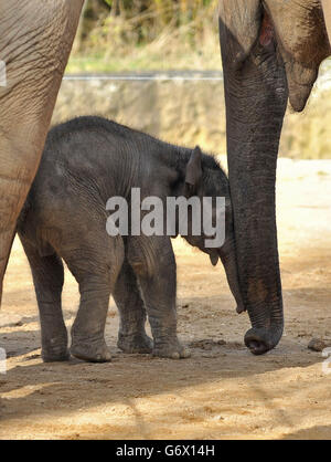 An, as of yet, unnamed Indian Elephant calf in its enclosure at Twycross Zoo, Warwickshire, born in the early hours on Tuesday 4th March to 18 year old Noorjahan, one of the herd of four Indian elephants at the zoo, after a 22 month pregnancy. Stock Photo