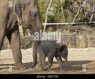 Elephant calf at Twycross Zoo Stock Photo