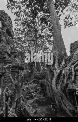 Collapsed gallery with large encroaching trees, Ta Prohm, near Siem Reap, Cambodia Stock Photo