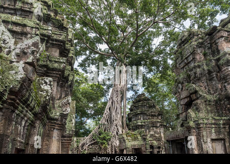 Giant strangler ficus tree (Ficus gibbosa) on the walls of Ta Prohm, Siem Reap, Cambodia Stock Photo