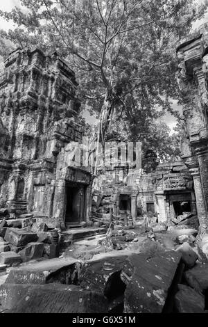 Inner courtyard, Ta Prohm, vertical BW, near Siem Reap, Cambodia Stock Photo